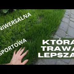 Jaką trawę na działkę rekreacyjną wybrać, by uniknąć problemów?