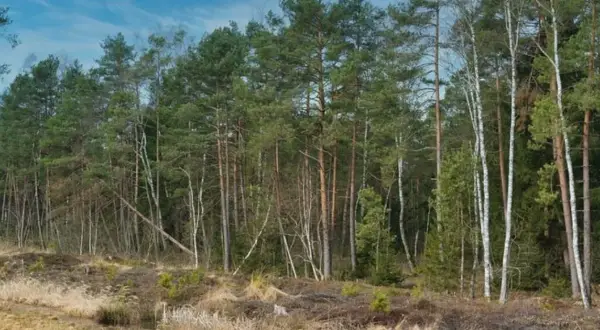 Czy działkę leśną można przekształcić na budowlaną? Poznaj trudności i koszty