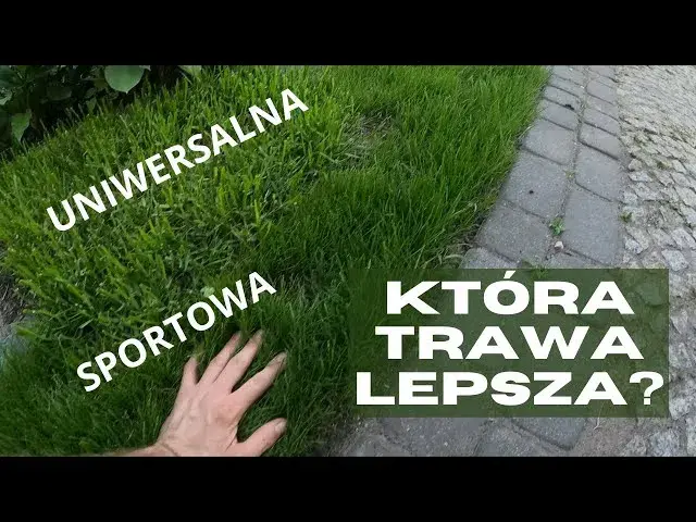 Jaką trawę na działkę rekreacyjną wybrać, by uniknąć problemów?