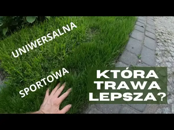 Jaką trawę na działkę rekreacyjną wybrać, by uniknąć problemów?