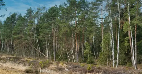 Czy działkę leśną można przekształcić na budowlaną? Poznaj trudności i koszty